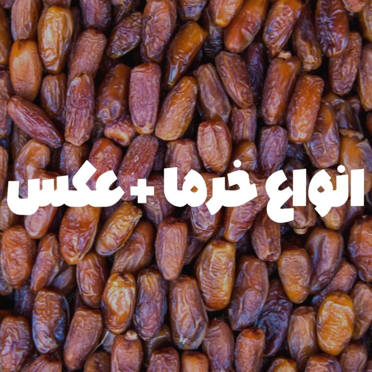 انواع خرما 12 نوع خرما